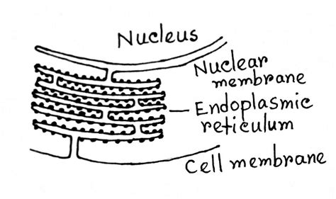 Endoplasmic Reticulum: Definition, Structure, Types, Functions