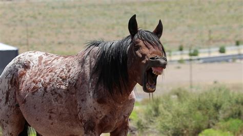 Wild Horses/Wild Mustangs Nevada - YouTube