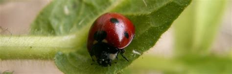 European Partnership for the Protection of Biodiversity in Viticulture