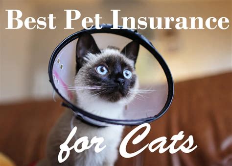 Best Pet Insurance Companies for Cats In 2023 - Cat Mania