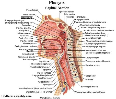 Pharyngeal tonsil - Definition, Location, Functions, Disorders and Pictures - Body Terms