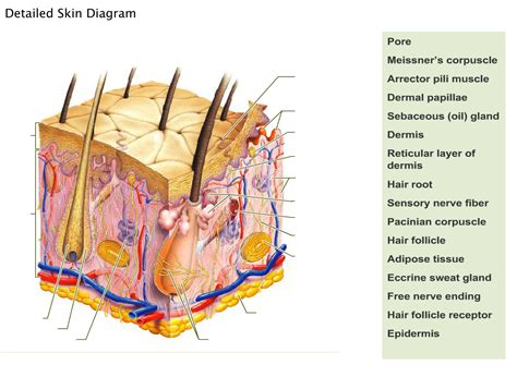 Integumentary System Labeling Worksheet