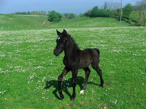 Black Foal | Horses, Foals, Animals