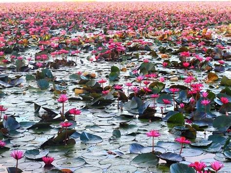 Kerala Tourism Promoting Pink Water Lilies e-festival in Malarikkal Kottayam - Sarkardaily ...