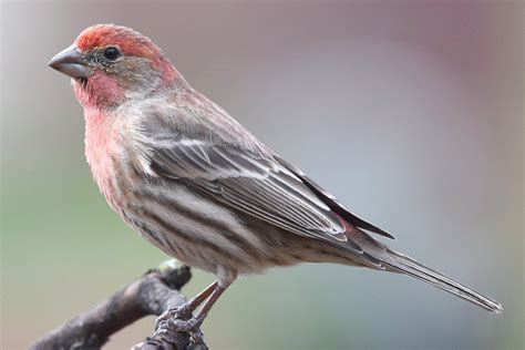 House Finch - The Original Hollywood Finch | Backyard birds, Finches bird, Common birds