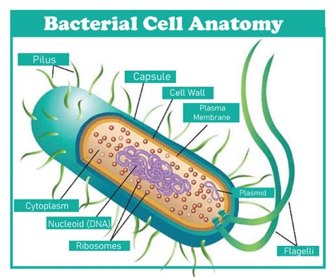 Cell Definition - JavaTpoint