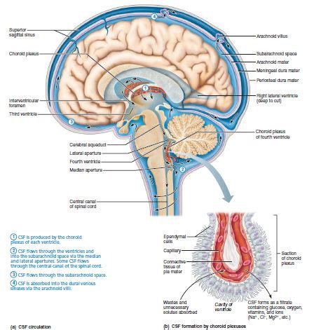 tentorium cerebelli - Google Search | Central nervous system, Nervous system, Plexus products