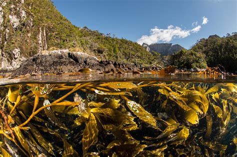 The kelps are alright: Studies reveal resilience in kelp forests