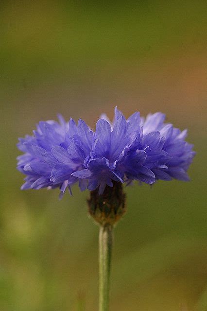 Korenbloem (Centaurea cyanus) | MijnTuin.org | Bloementuin ...