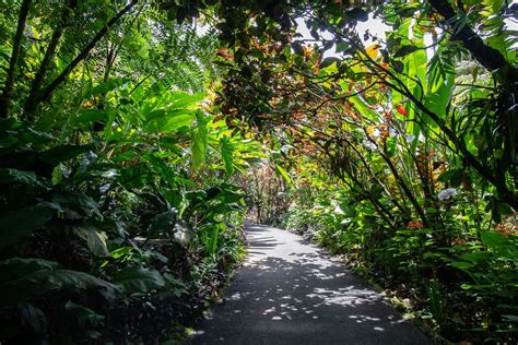 Hawaii Tropical Botanical Garden: A Big Island Oasis Near Hilo - Trailing Away