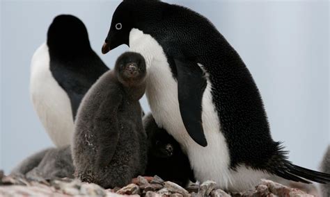 10 facts about Adélie penguins | WWF