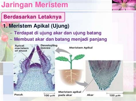 Struktur & Jaringan Pada Tumbuhan (Jaringan Meristem)