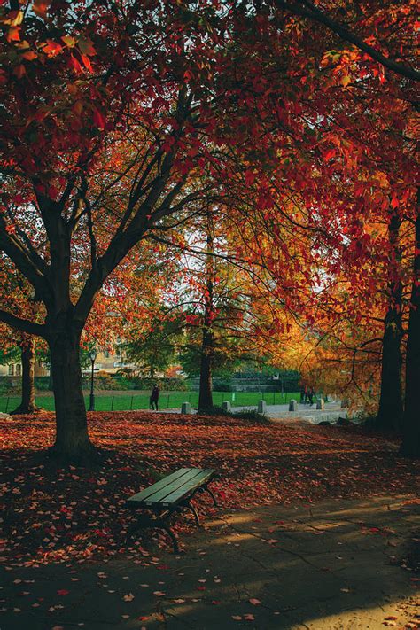 Autumn trees in the park Photograph by Branden Skeli | Pixels