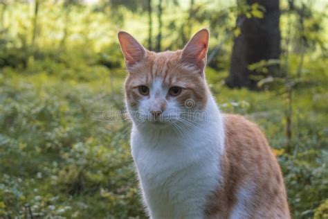 Forestcat in the forest stock image. Image of light - 157652943