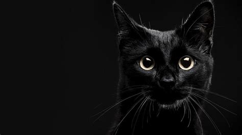 🔥 Download Black Cat Wallpaper High Quality by @adrianw | Black Cat ...