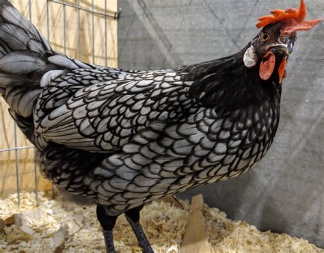 The blue Andalusian chicken breed profile - Cluckin