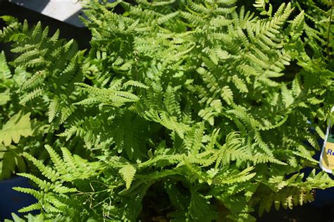 Robust Male Fern (Dryopteris x complexa) in Greensboro High Point ...