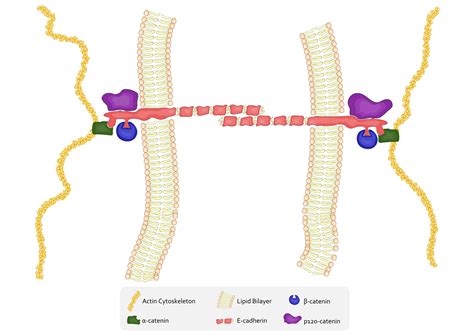 Adherens Junction