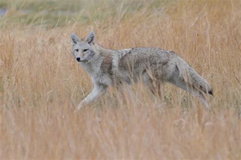 Coyote snarl | Snarling Coyote — Stock Photo © songbird839 #10430932