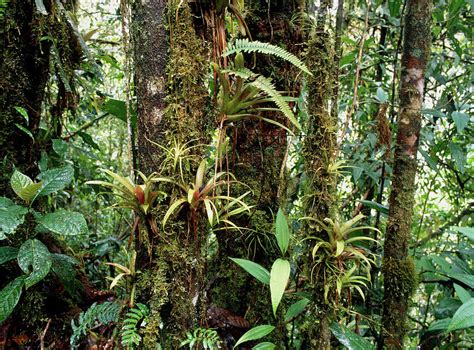 Bromeliads Growing On Trees In Rainforest Photograph by Dr Morley Read ...