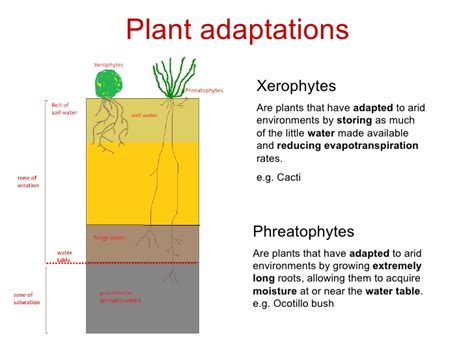 Structural And Physiological Adaptations - The Chaparral Biome