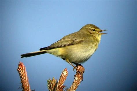 Dawn Chorus | Data Thistle