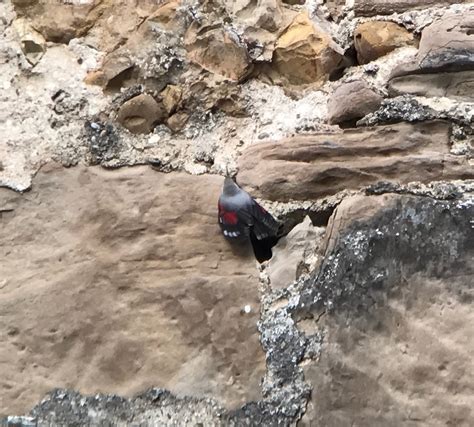 Wallcreeper on a Castle — Birdchick