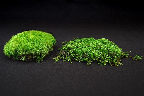 moss types - Google Search | Growing moss, Moss plant, Moss lawn