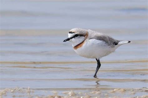 Chestnut-banded Plover