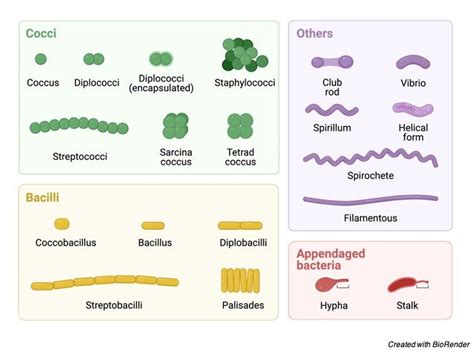 Bacterial Cell: Definition, Types, Structure, and Facts