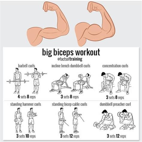 Easy Bicep Exercises No Equipment A Comprehensive Guide - Cardio ...