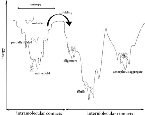 Energy state of protein folding under physiological and misfolding... | Download Scientific Diagram