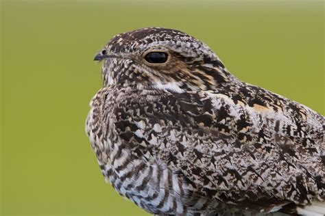 Common Nighthawk | Audubon Field Guide