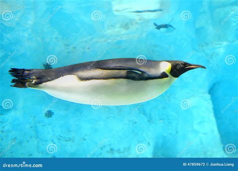 Emperor Penguin stock photo. Image of animal, rapid, beaming - 47859672