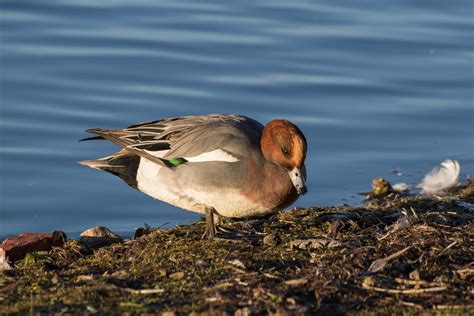 Drake Wigeon | Drake Wigeon at Martin Mere, Ormskirk, on the… | Flickr