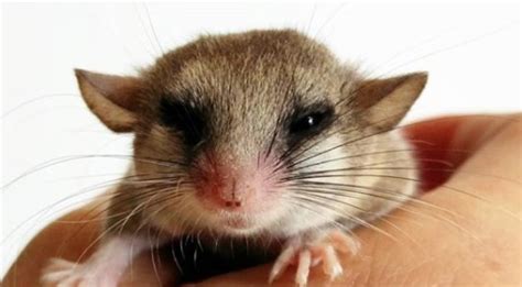 10 Best Small Rodents to Keep as Pets | PetPress