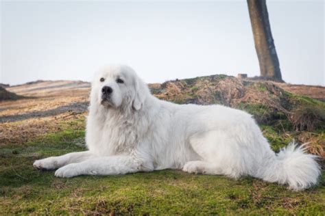 Polish Tatra Sheepdog: Breed Info, Pictures, Temperament & Traits – Dogster