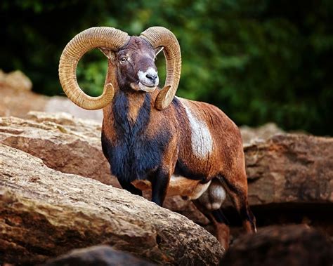 Mouflon - The mouflon is a subspecies group of the wild sheep Ovis ...