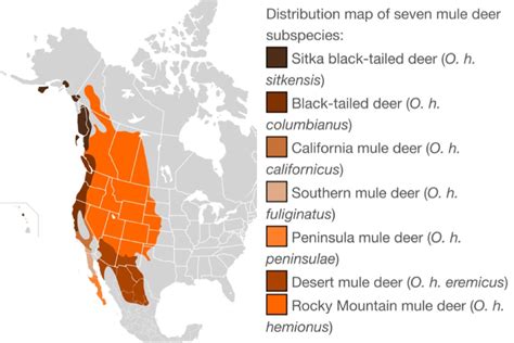 About the deer — The Sitka Black-Tailed Deer Coalition