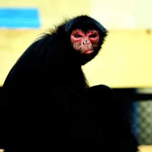 Red-Faced Spider Monkey - Facts, Diet, Habitat & Pictures on Animalia.bio