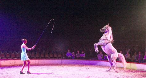 Circus horse Photograph by Gunnar Lundquist - Pixels