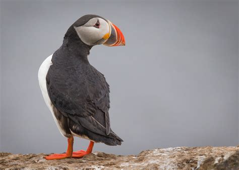 Atlantic Puffin | Audubon Field Guide