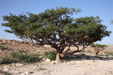 The Herb Hound: FRANKINCENSE