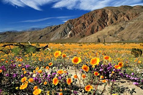 A Rare Super Bloom Of Desert Flowers Will Be The Pop Of Color Your IG ...