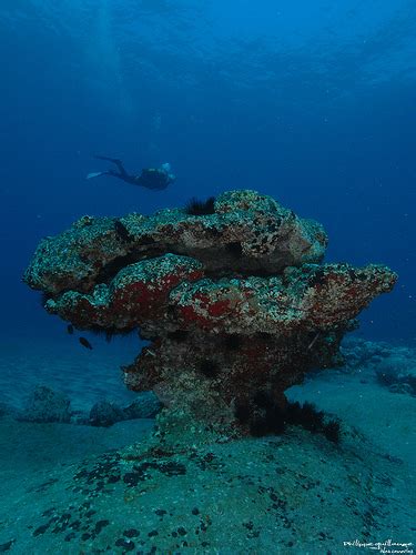 Canary Islands: Wildlife and Marine life