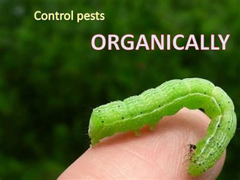 Organic Pest Control Made Simple: Tricks To Combat Pests Organically