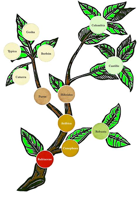 ¿Qué es el café Arábica?