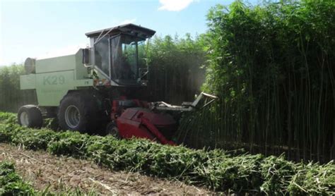 Industrial Hemp From Seed to Market