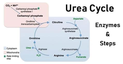 Urea Cycle: Functions, Steps, Products, Regulation, Disorders