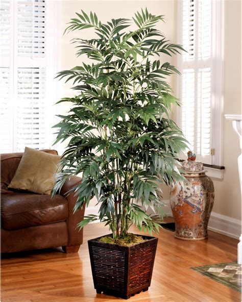 Five Must Have Indoor Plants for Indian Homes – Walls And Woods